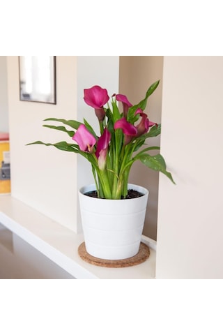 Gala Gelin Çiçeği Calla Lily Pembe 10-20 Cm