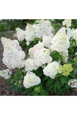 Beyaz Çiçekli Paniculata Ortanca Fidanı 1-2 Yaş Arası Saksılı