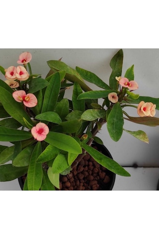 Videolu Milli Dikenler Tacı 32 45 Cm Saksılı Euphorbia