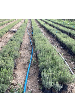 Tüplü Kekik zahter Fidanı 10 Adet