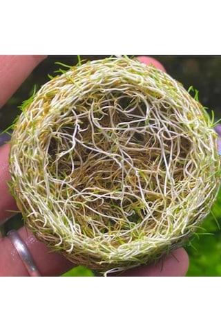 Mini Parvula In Vitro Cup Canlı Bitki