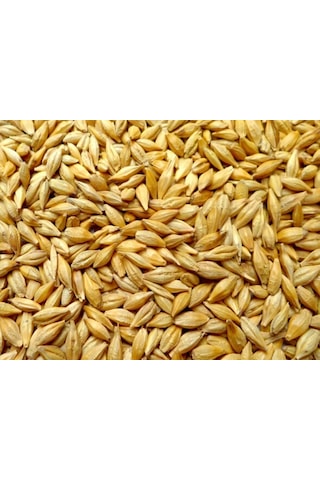 Doğal Arpa 5 Kg Tavuk Güvercin Kuş Kanatlı Yemi Yemlik Tane Arpa