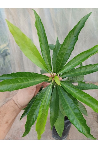 Canistel Fidanı 3 Yaş 40-50 Cm Çok Nadir