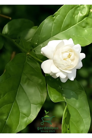 Yoğun Kokulu Katmerli Ful Yasemin Çiçeği 1 Adet Saksılı 30-60cm Jasminum Sambac