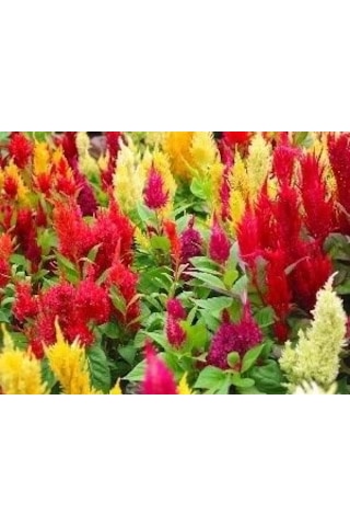 100+ Adet Celosia Bitkisi TohumuHoroz İbiği Bitkisi Rengarenk P
