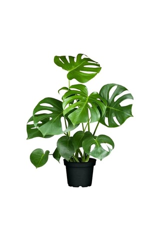 Aşk Merdiveni Fujer Askılı Saksıda/deve Tabanı 60 Cm 2'li Set Salon Ofis Bitkileri