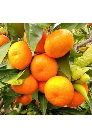 2 Yaş Aşılı Satsuma Mandalina Fidanı