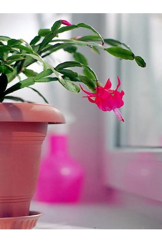 Pembe Yılbaşı Çiçeği Fidanı 20-40 Cm Saksılı Çiçekli Bodur Bitkiler Zygocactus