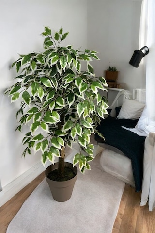 100 Cm Yapay Ficus Dekoratif Ağaç Çok Renkli