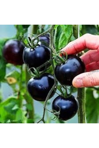 25 Adet Tohum Nadir Black Domates Tohumu Çeri Cherry Siyah Domate