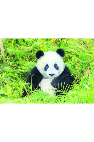 Panda Bear 500 Parça Puzzle