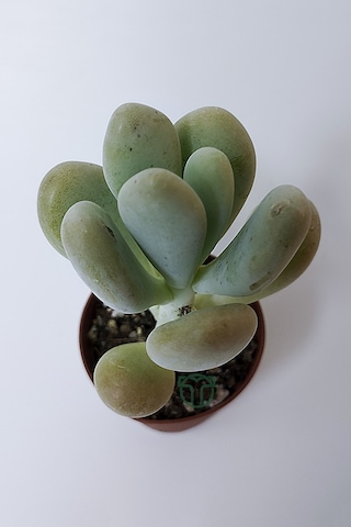 Pachyveria Oviferum Ay Taşı Sukulent Moonstone Özel Tür