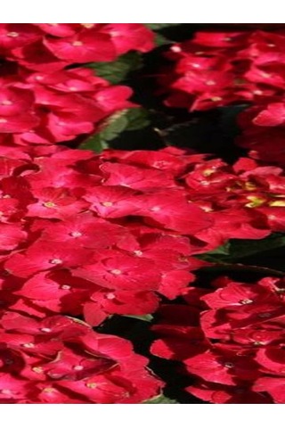 Videolu Hoş Kırmızı Çiçekli Ortanca Fidanı 30-50 Cm Tüplü Çiçekli Bodur Bitkiler Red Hydrangea