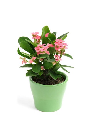 İthal İri Çiçekli Milli Dikenler Tacı Çiçeği Pembe Renk 20-40 Cm Saksılı Euphorbia Milii