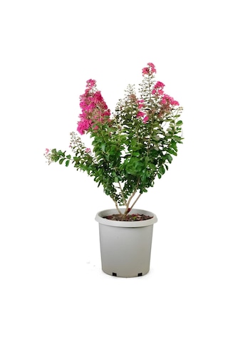 Oya Ağacı Pembe Renk 1 Adet Saksılı/tüplü 30-50cm Dış Mekan Bitkisi