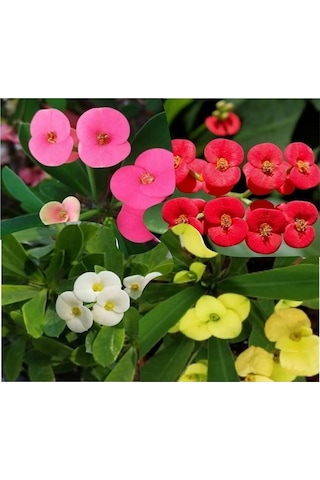 Videolu Kırmızı Milli Dikenler Tacı Çiçeği Fidanı 25-55 Cm Saksılı Iç Mekan Bitkileri Red Euphorbia
