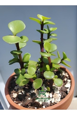 Para Çiçeği 1 Adet 8,5 Saksıda Dekoratif Canlı Bitki 10-15cm