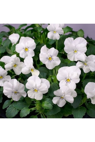 White Cornuta Violet Menekşe Çiçeği Tohumu 100 Tohum