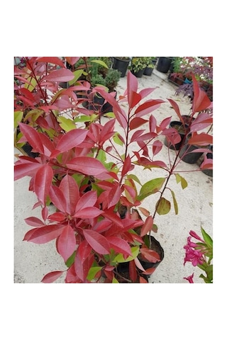 Alev Ağacı Photinia Fidanı 50-80 Cm Saksıda