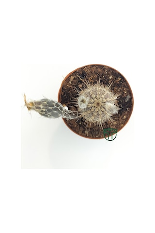 Echinocereus Mirabilis 5.5 Cm Saksıda