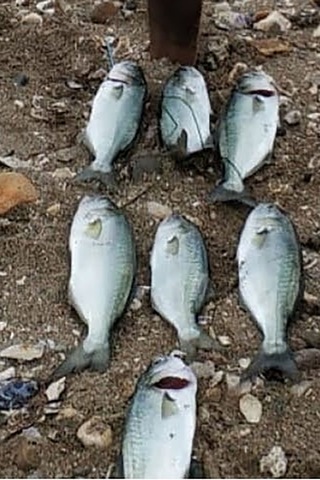 Sardin 20gr-60mm Jig Yem Kaşık Rapala -levrek, Palamut, Lüfer, Çi