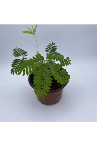 Küstüm Çiçeği Fidanı Fidesi 10-20 Cm