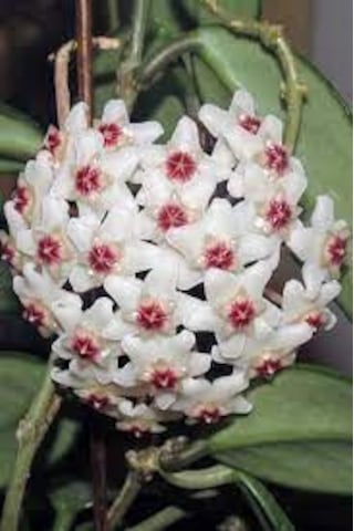 20 Adet Tohum Hoya Kornosa Mum Çiçeği Tohumu Karışık Mum Çiçeği
