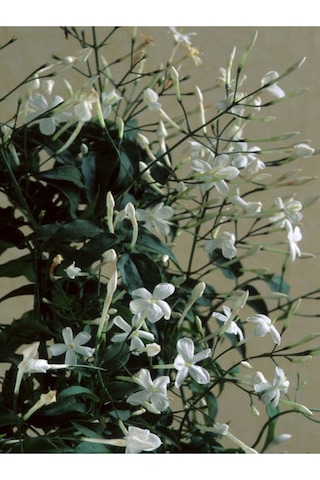 Arap Yasemini Yasemin Fidanı 40 60 Cm 1 Adet Saksılı/tüplü Rhyncospermum Jasminoides