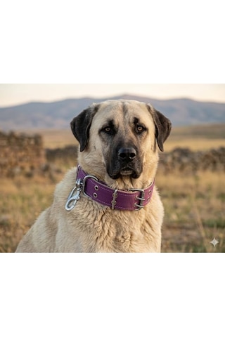 İri Ve Büyük Cinsler İçin Kanğal Köpek Tasması 80x5 Cm Mor