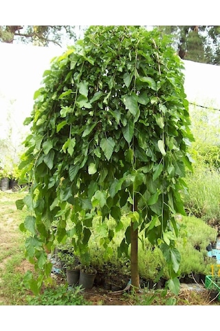 Aşılı Ters Kara Dut Fidanı