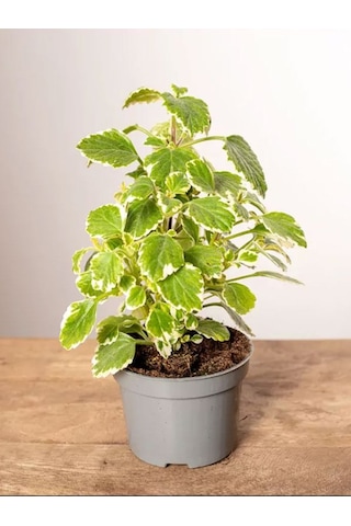 Çok Avantajlı Alacalı Benjamin Çiçeği Kokulu Bitki 1 Adet Saksılı Plectranthus Forsteri 10-20cm