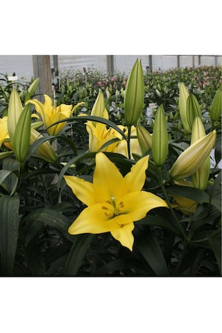 Karışık Renkli Kokulu Zambak Soğanı 3 Adet