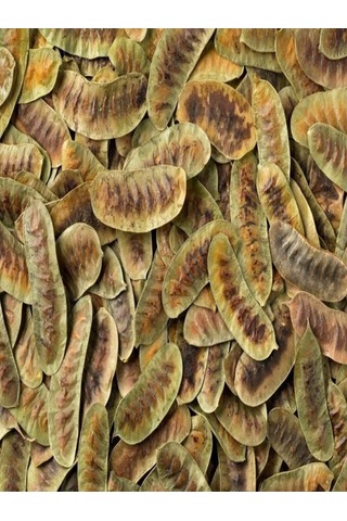 Orköy Doğal Aşlık Otu 1 Kg Açlık Otu