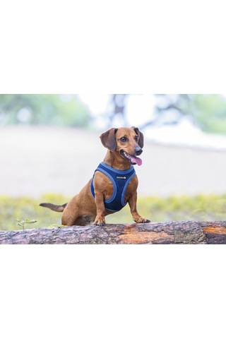 Beeztees Köpek Göğüs Tasması, Neopren, Mavi, S, 38-44cm Çok Renkli