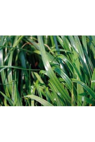 Firba İtalyan Çimi, Süt Otu, RyeGRass, Rey GRass, Obelix 1 KG