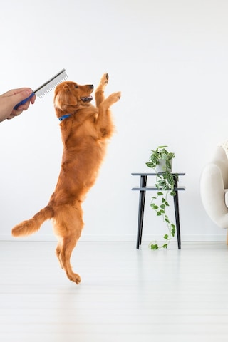 Kıtık Açıçı Kedi Köpek Tarağı Metal