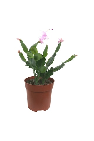 Videolu Pembe Yılbaşı Çiçeği 3 Adet Saksılı 10-15cm Iç Mekan Salon Bitkisi Rhipsalidopsis