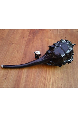 5 Adet Dinozor Su Kabağı Tohumu