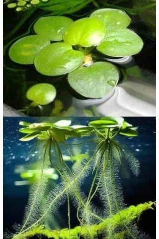 1 Adet Havuz Bitkisi - Frogbit Su Üstü Bitkisi -