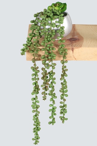 Yapay Çiçek Deposu Gümüş Mini Kabak Saksıda Succulentli Sarkan Tesbih Çiçeği 42 Cm