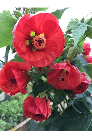 Japon Gülü chinese Rose /hardy Hibiscus Tüplü.