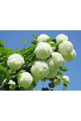 Kartopu Çiçeği Fidanı Fidesi 40-60 Cm