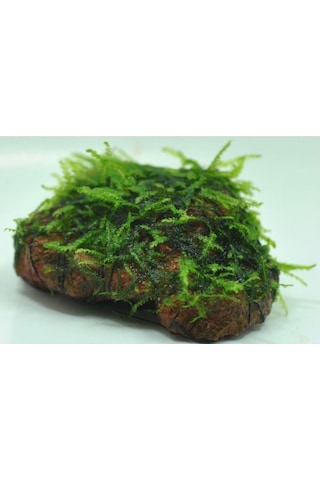 Kayaya Tutturulmuş Java Moss Vesicularia Dubyana