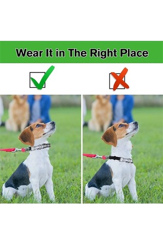 Dancemonkey Köpek Çivili Tasma, Pratik Tokalı Ve Uzunluk Ayarlı