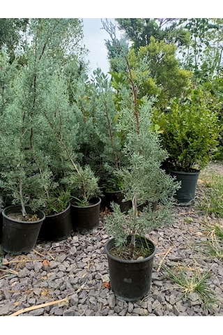 Yeşil Deniz Fidancılık Arizona Mavi Servi Fidanı 50-100 Cm