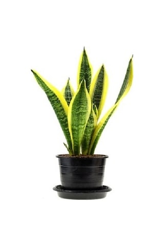 Sarı Çizgili Kılıç Çiçeği Peygamber Kılıcı Paşa Kılıcı 20-30 Cm