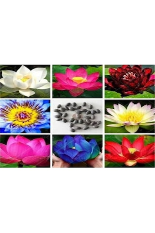 Lotus Çiçeği Tohum Nilüfer Çiçeği Tohumu 5 Adet Tohum