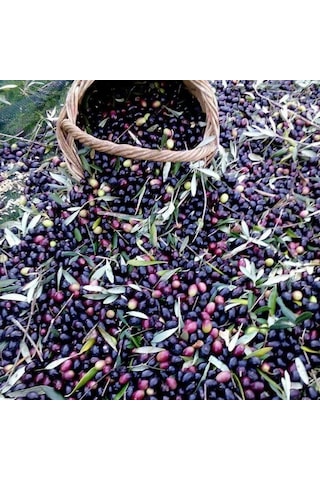 Tüplü Yağlık Ve Sofralık Suriye Menşei Baladi Zeytini Fidanı