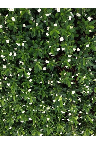 Videolu Beyaz Renk Dikenler Tacı Çiçekli Ithal Hollanda Milli Saksılı Kaktüs White Euphorbia