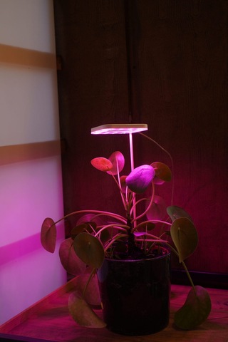 Bitki Led Lamba 5v Usb Tam Spektrumlu Bitki Yetiştirme Lambası 8w Pembe